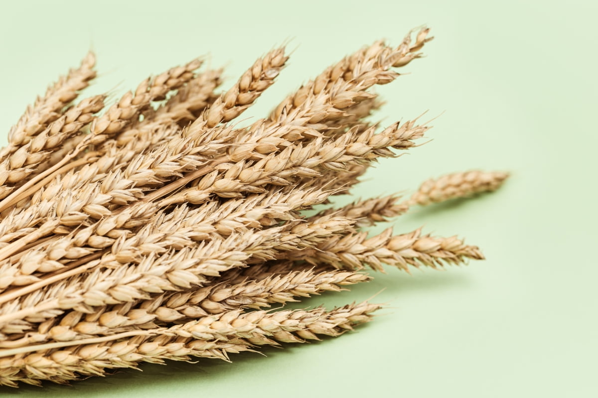 꾸준한 건강관리 트렌드에 식품업계 주목받는 ‘곡물’