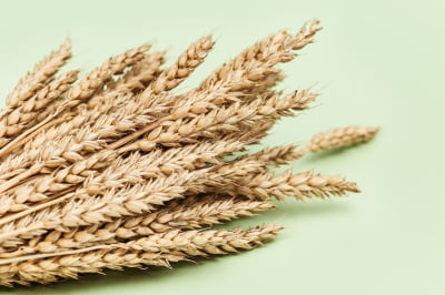 꾸준한 건강관리 트렌드에 식품업계 주목받는 '곡물'