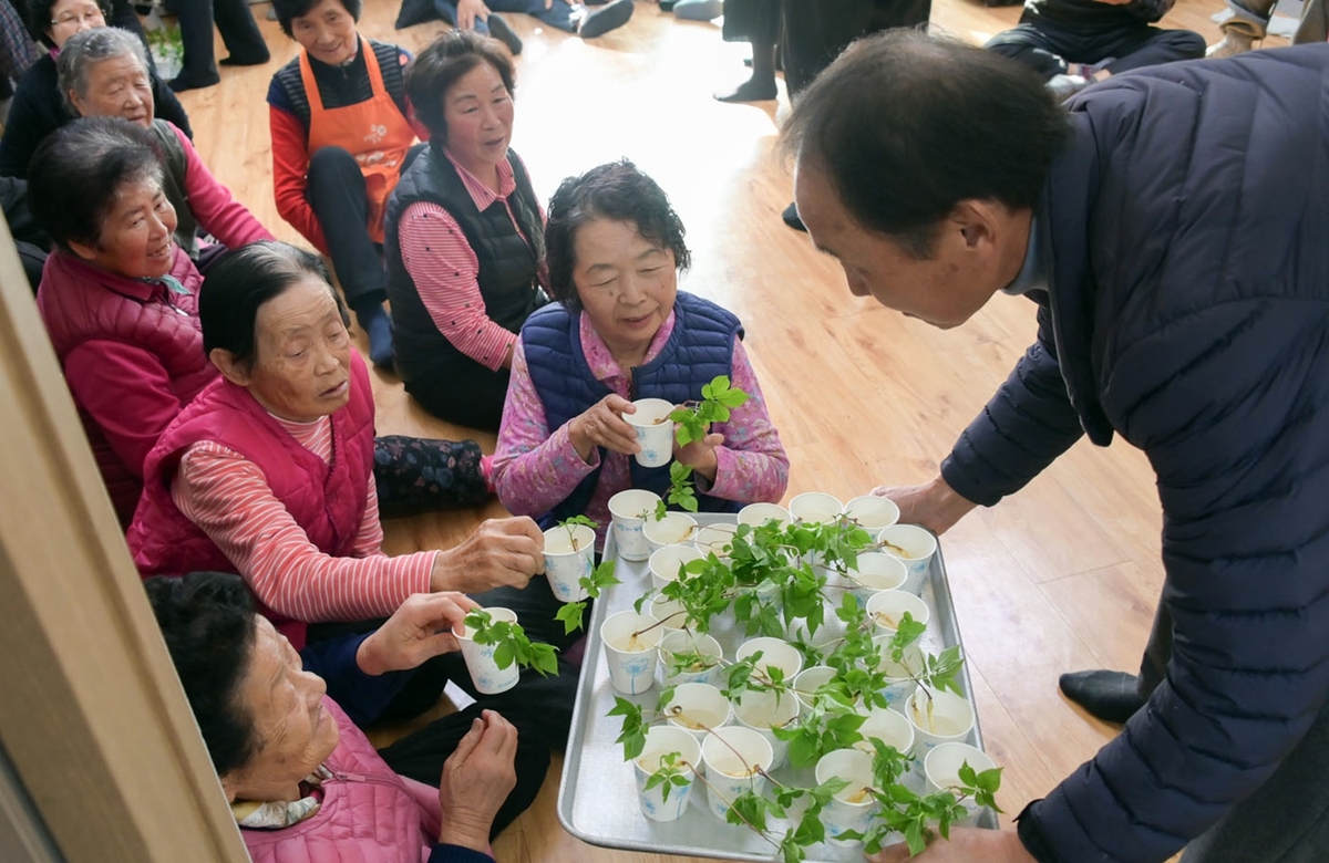 [픽! 공주] "경로당 스마트팜서 재배한 새싹인삼 드시고 힘내세요"