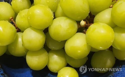 남원 고랭지 샤인머스캣, 베트남 수출길