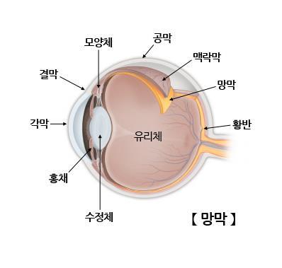 "망막 검사로 신장 건강 추적 가능"