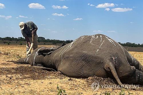 기후위기 비극…짐바브웨 가뭄에 코끼리 100마리 떼죽음