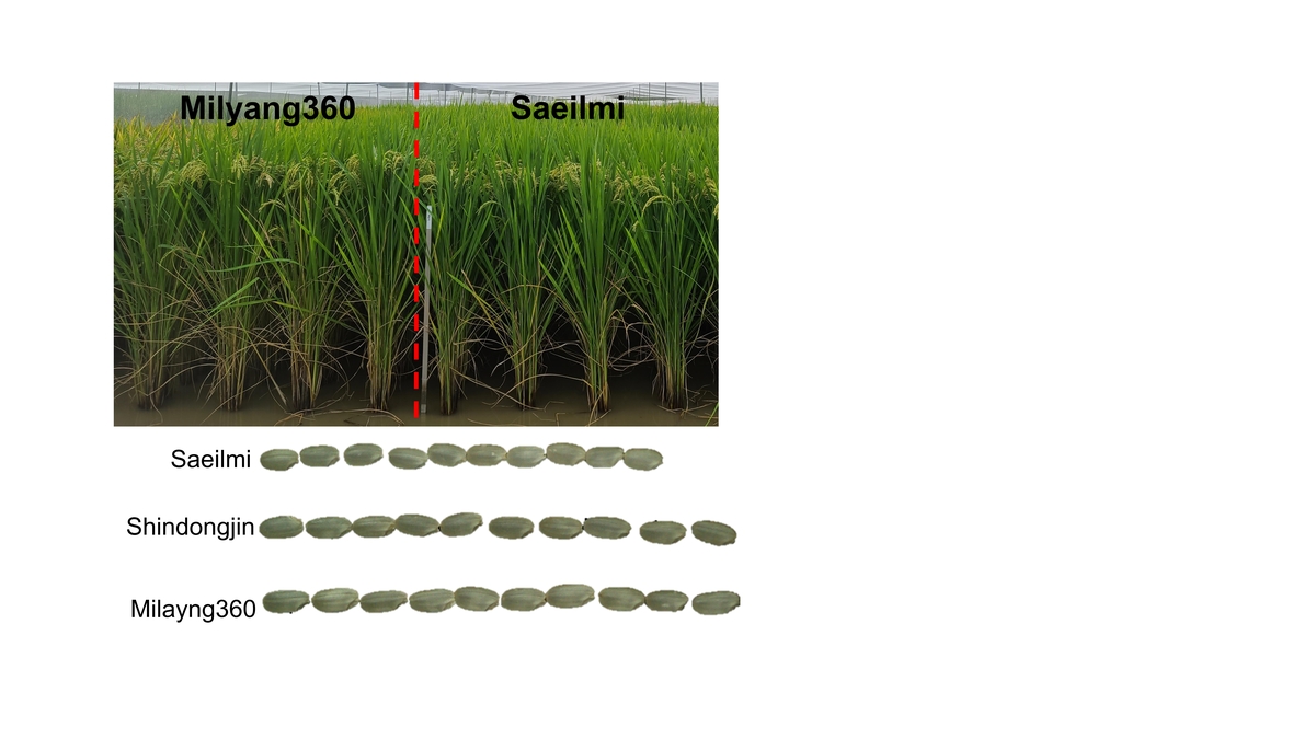 농진청, 메탄 발생 24% 줄인 벼 '밀양360호' 개발…"세계 최초"