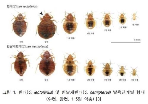 일본도 빈대 골치…도쿄 방제업자 협회 "상담 건수 역대 최다"