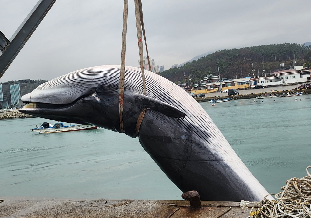 부산 앞바다서 11ｍ 대형 고래 사체…"양식어장에 걸려"