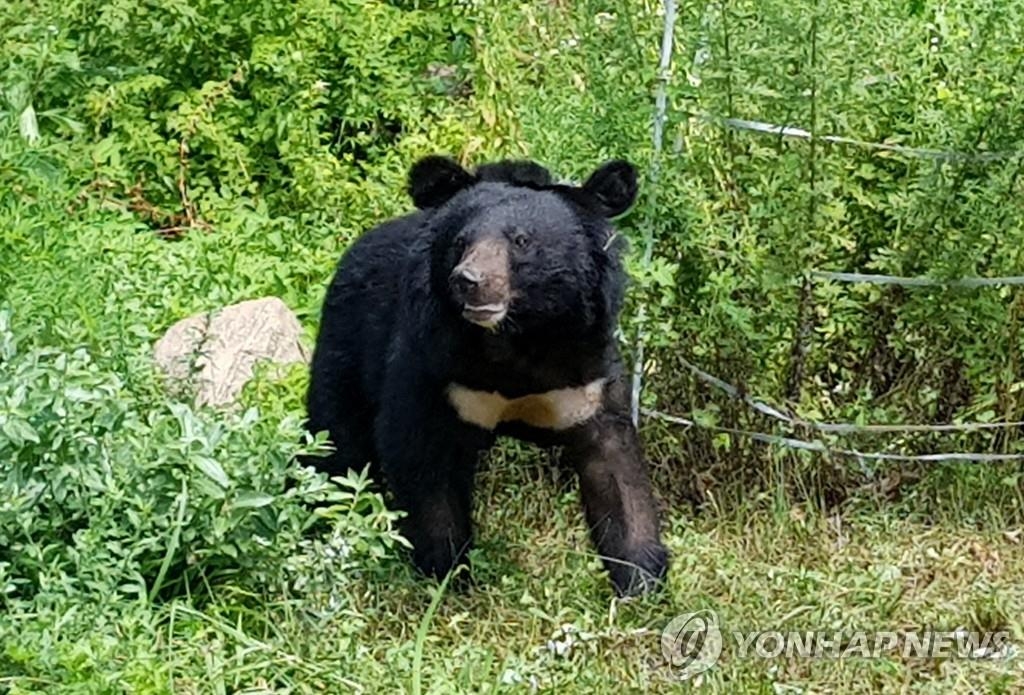 당진 곰 사육 농장서 곰 1마리 탈출…수색 중