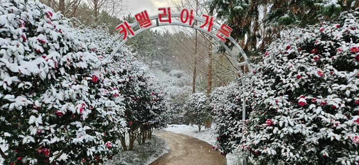 신안 분재정원 애기동백꽃, 한파 속 관람객 매료