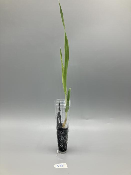 [사이테크+] 수경재배용 전자토양 개발…"전기 가하면 식물 성장 50% 증가"
