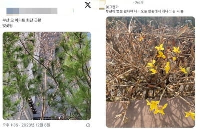 "부산에 벚꽃 폈다" 12월 기온 맞나?
