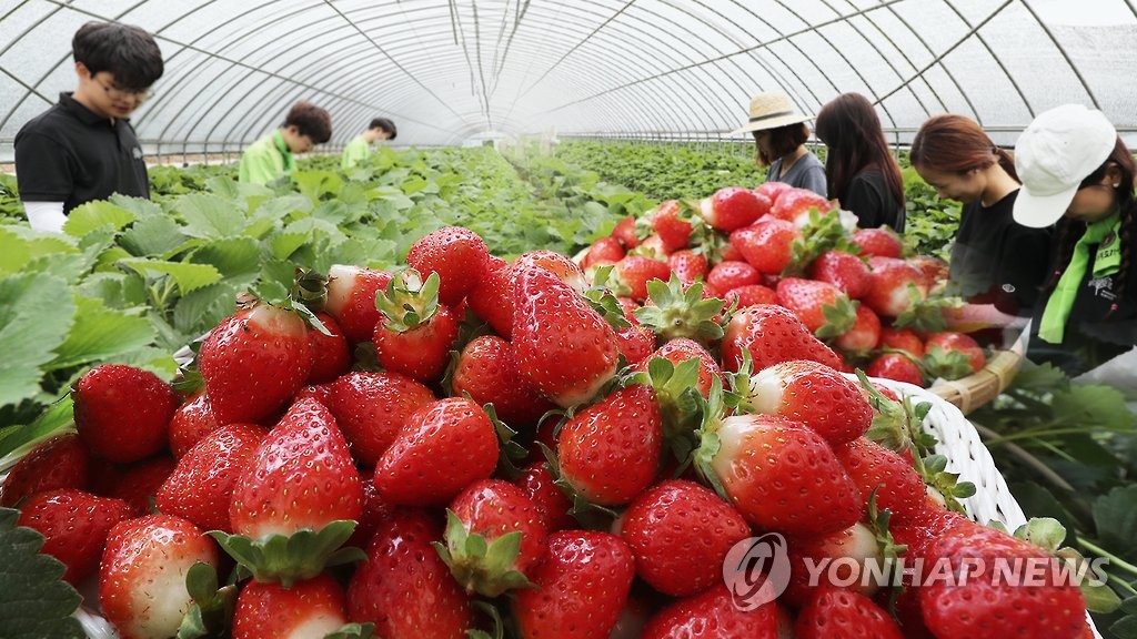 '설향보다 단 딸기'…울산서 신품종 '비타베리' 생산기술 평가회