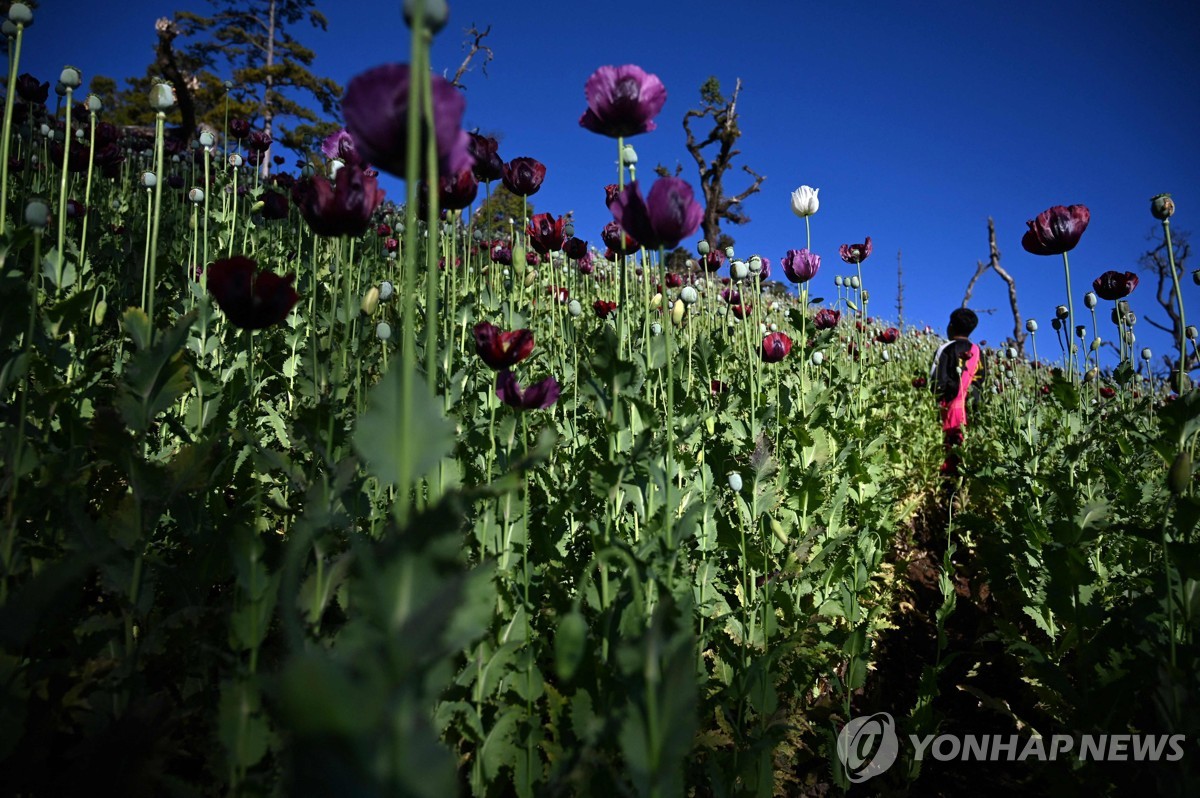 [특파원 시선] 마약·온라인사기…쿠데타 후 '범죄 소굴' 된 미얀마