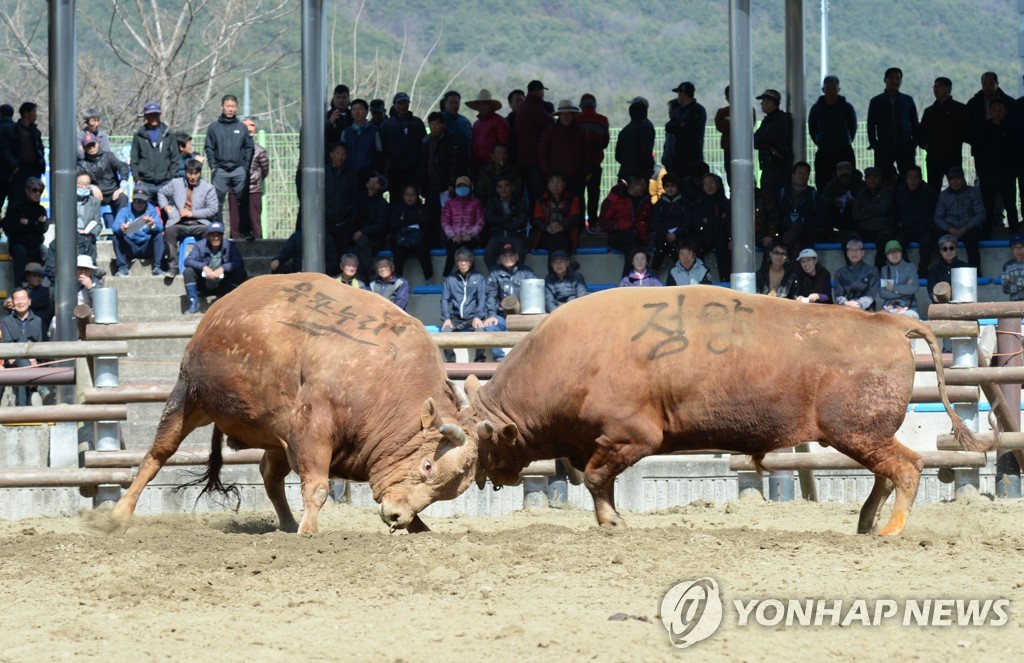 "소싸움 폐지 51％·보존 41%…지자체, 관련 예산 삭감해야"