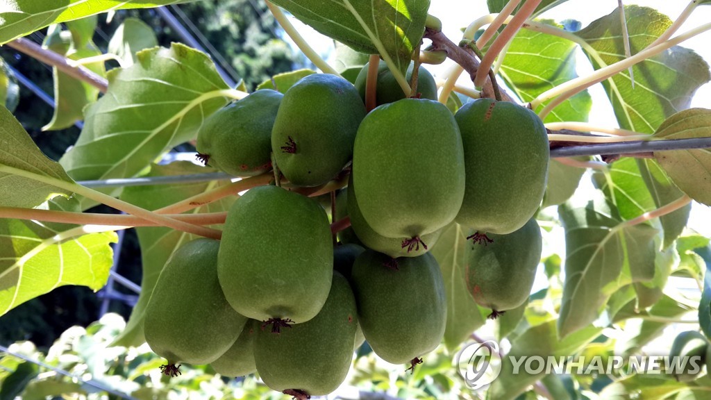 강원농업기술원, 토종 다래 속 변비 개선 효과 밝혀