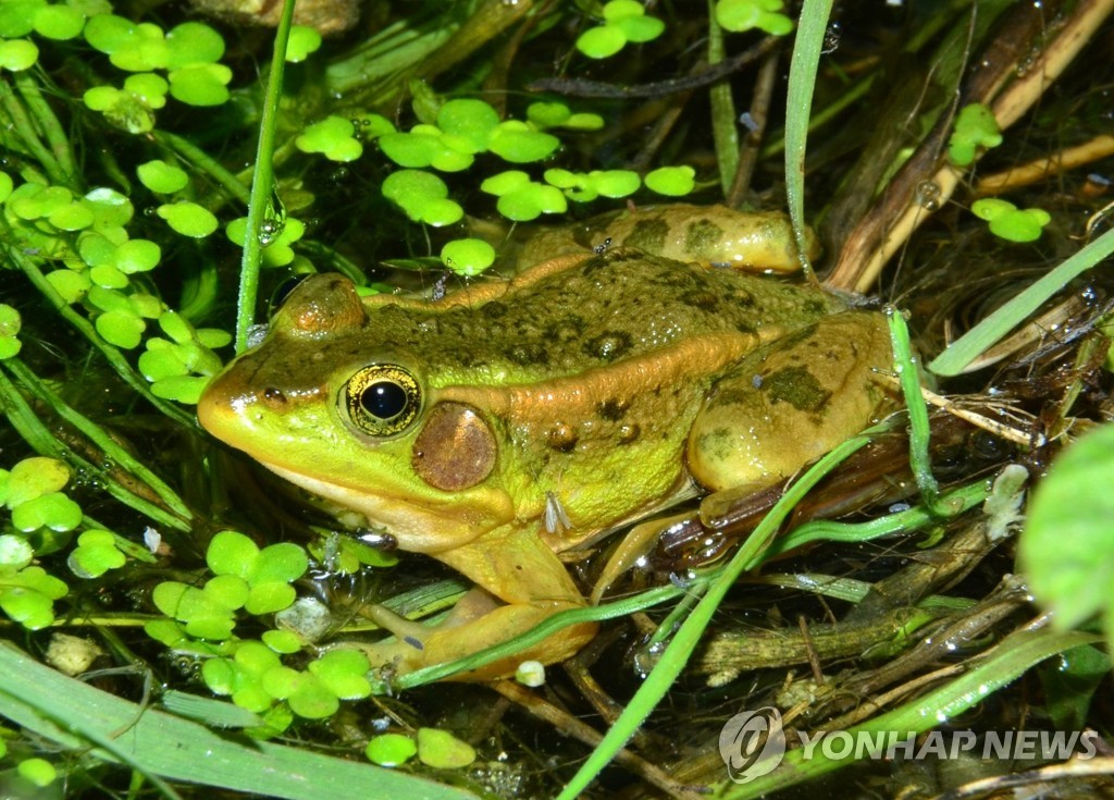 완주군, 금와습지 환경개선 2단계 추진…'금개구리' 서식지 확장