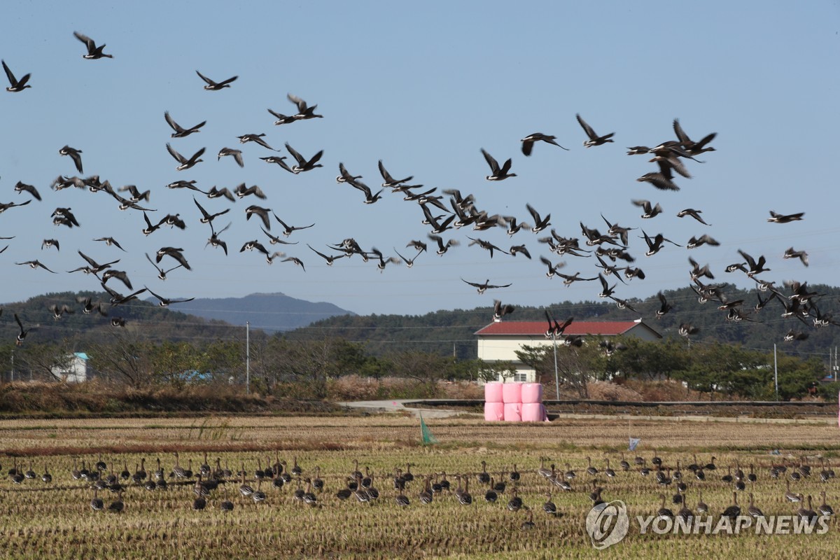 전국에 겨울철새 136만마리…작년 동기 대비 13% 감소