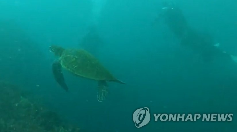 제주 바다 평화롭게 유영하는 멸종위기 푸른바다거북 확인