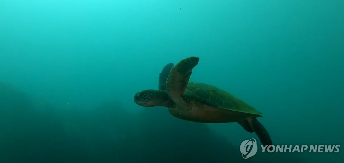 제주 바다 평화롭게 유영하는 멸종위기 푸른바다거북 확인