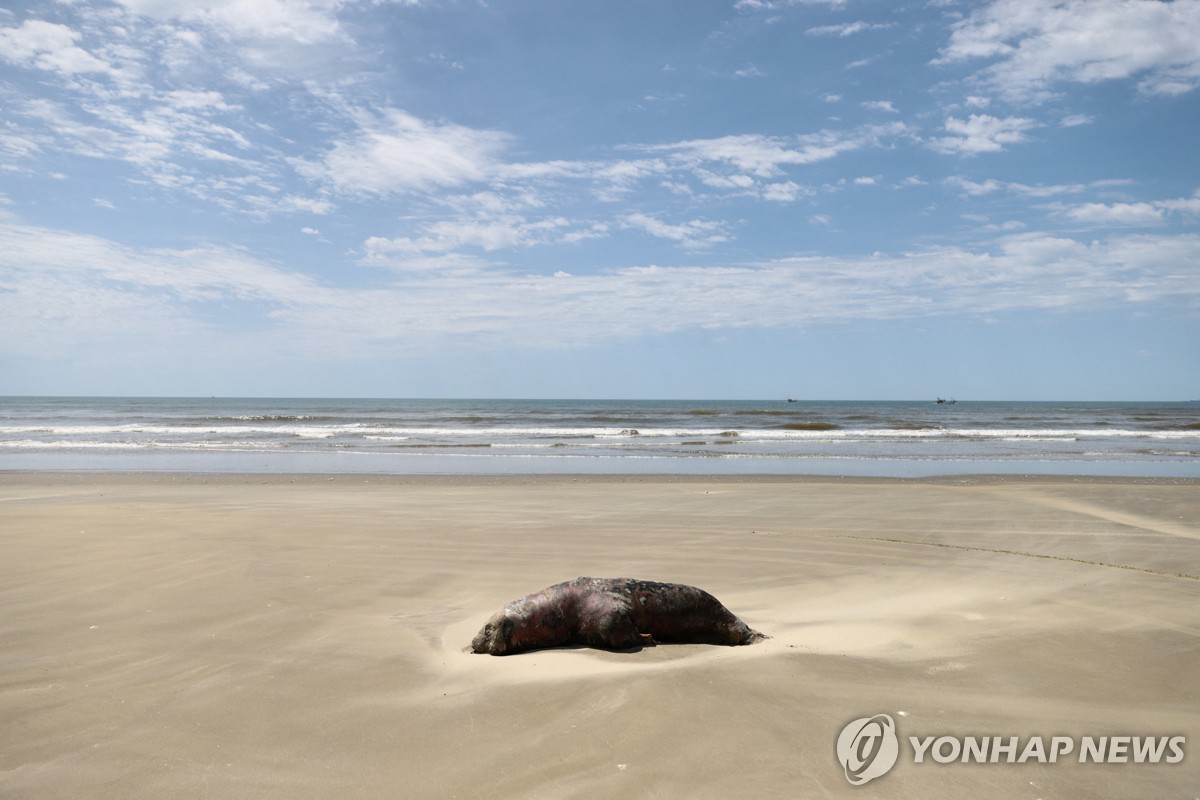 "브라질 남부서 조류인플루엔자 감염된 물개 등 900여마리 폐사"