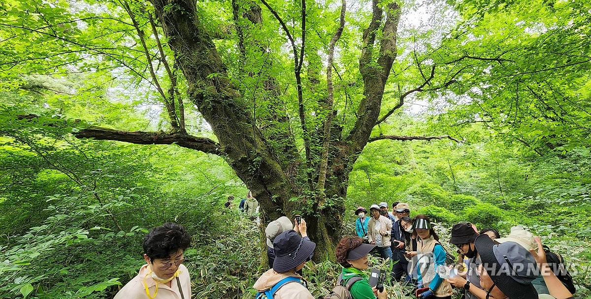 수령 270년 넘은 제주 최고령 왕벚나무, 국가가 보호한다