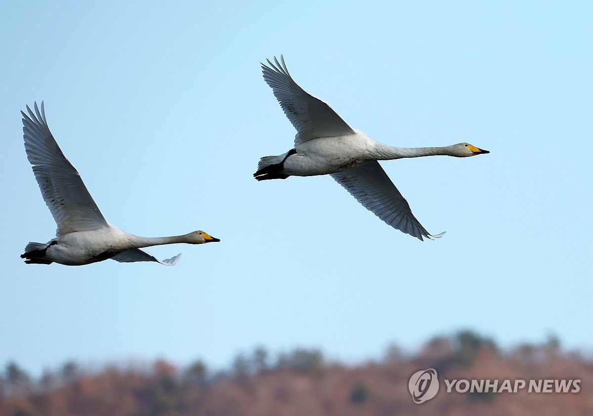 전국에 겨울철새 136만마리…작년 동기 대비 13% 감소