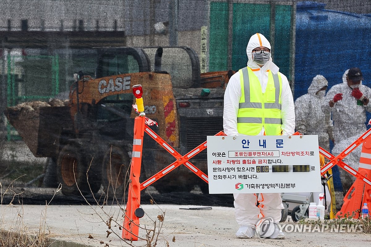 영암 오리농장서도 AI 항원 검출…고병원성 조사중