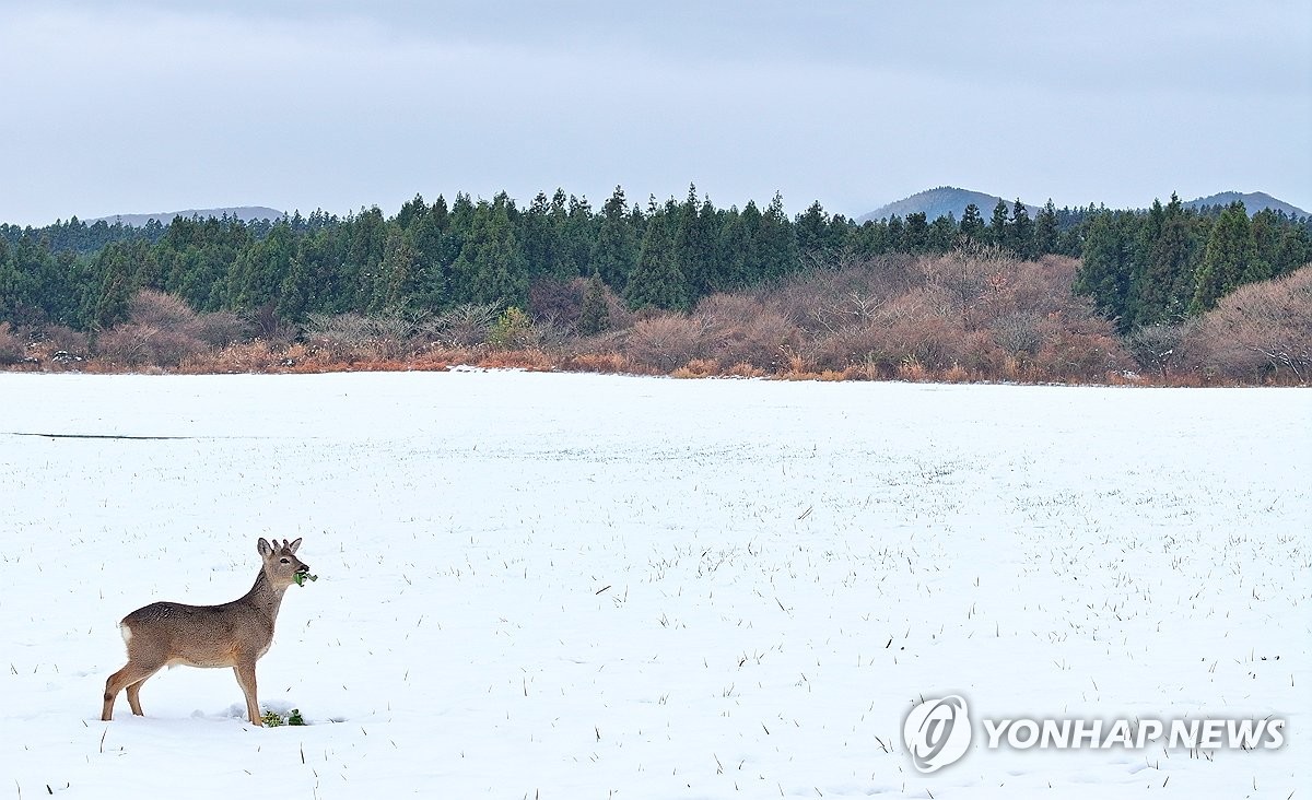 제주 토요일까지 강추위에 많은 눈…산지 최대 70㎝ 이상