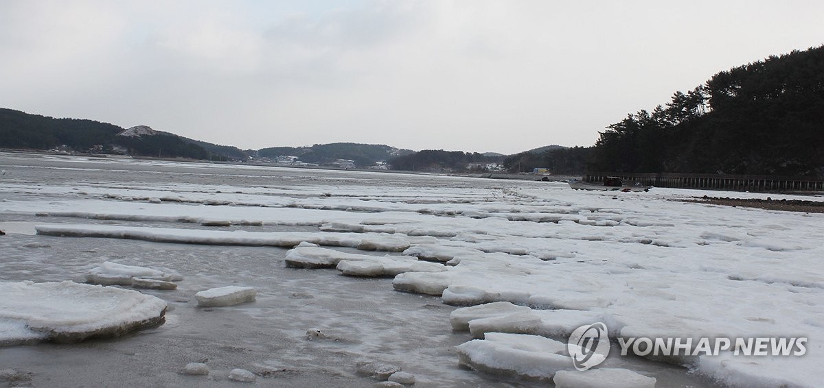 동장군 맹위에 서산 바다도 '10㎝ 꽁꽁'…감태 어민들 노심초사