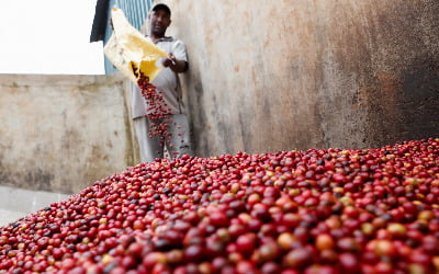 국제 거래소 규제 변경에<br>6% 급등한 커피 가격 