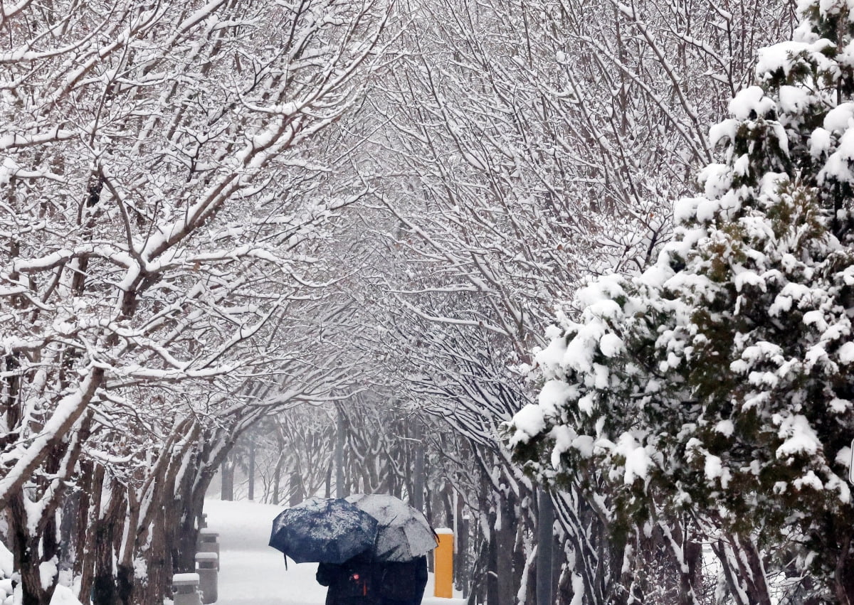 강원 춘천시 도심 산책로 주변 나무에 눈이 수북이 쌓여 있다.  /사진=연합뉴스