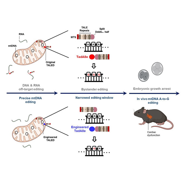 기존의 미토콘드리아 유전자 교정기술인 TALED는 무작위한 RNA 및 DNA 변형을 일으켜 생쥐배아에 적용할 경우 비정상적인 발달을 하는 반면(위), 연구진이 개량한 TALED-V28R은 무작위한 RNA 및 DNA 변형을 줄이고 나아가 미토콘드리아 질환모델 개발에도 성공했다