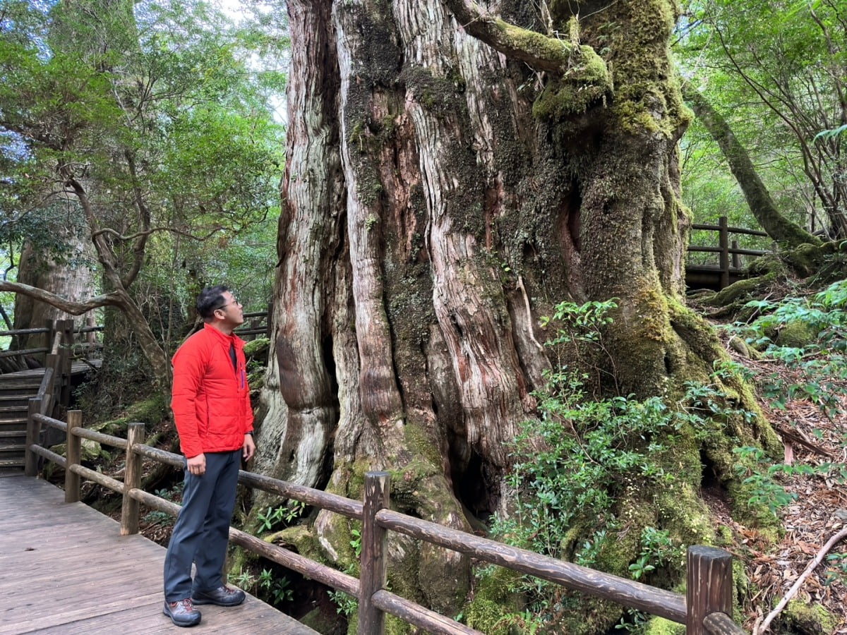 박혁신 일본 F&L 대표가 야쿠시마에서 수천년 된 스기 나무를 바라보고 있다. / 사진=시사일본여행클럽 제공
