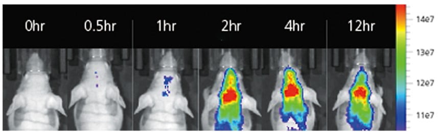 동물시험에서 알츠하이머 치매 치료제 후보물질 MG-PE3가 뇌혈관장벽(BBB)을 지나 뇌로 전달되는 모습을 볼 수 있다. 멥스젠 제공