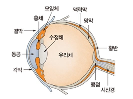 [도판3] 눈의 구조