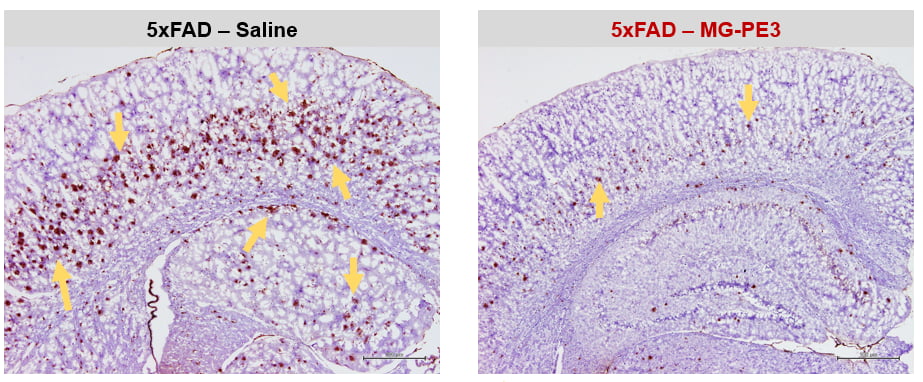 알츠하이머 동물 모델(5xFAD)의 뇌 단편 모습. MG-PE3를 반복투여한 쥐(오른쪽)에서는 아밀로이드 플라크가 줄어든 것을 확인할 수 있다. 노란색 화살표가 가리키는 붉은 점이 아밀로이드 플라크다. 멥스젠 제공