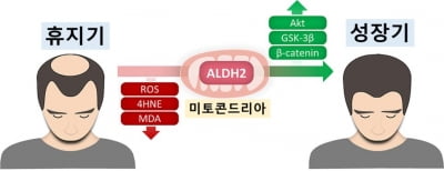 서울대병원, 숙취해소 돕는 'ALDH2' 효소 탈모 원인 해결에 도움