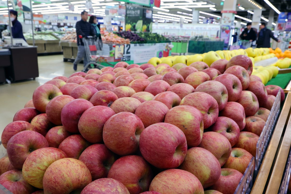 26일 정부는 설 명절을 앞두고 치솟은 사과와 배 가격을 잡기 위해 일주일간 4만4000톤을 공급하기로 했다. 지난 24일 서울 시내 한 대형마트에 사과가 진열돼 있다. 사진=뉴스1