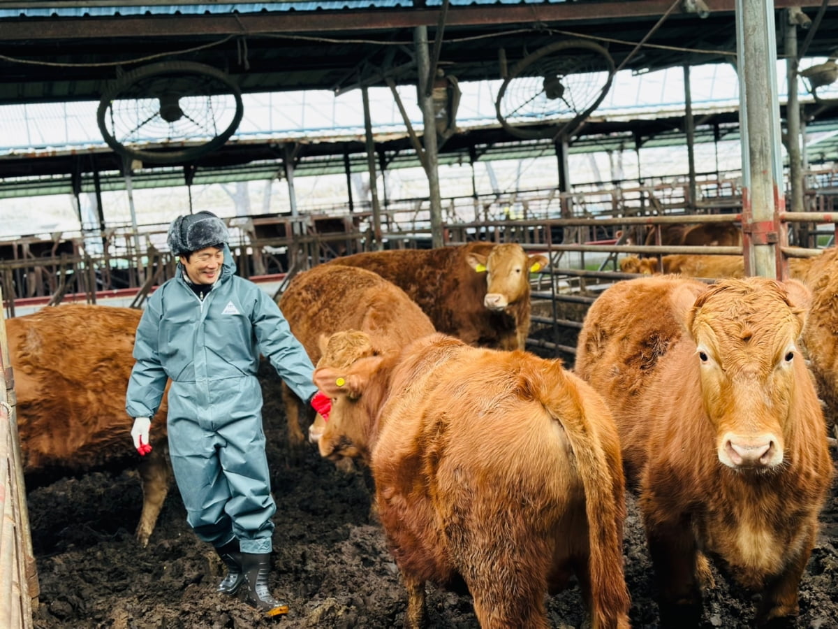경남 함양에서 화식발효 미경산한우 농가를 운영하고 있는 박용삼씨가 소를 돌보고 있다. 롯데백화점 제공