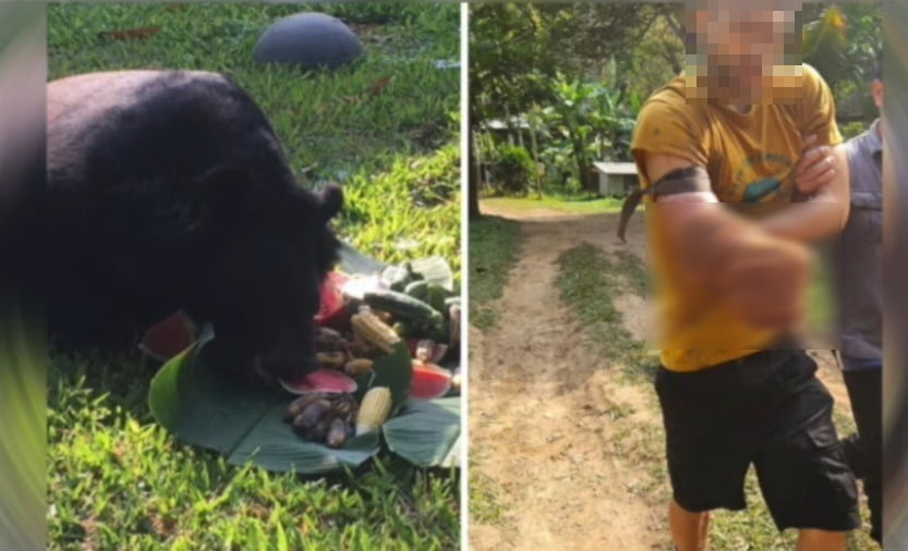 태국의 한 야생동물 보호구역에서 반달가슴곰에게 물린 남성이 스스로 팔을 절단하고 탈출하는 일이 벌어졌다. 해당 구역의 반달가슴곰과 부상 당한 자원봉사자의 모습. /사진=유튜브 'The Phuket News' 영상 화면 캡처