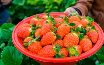 딸기 가격 154% 폭등…생산자물가 석 달만에 상승