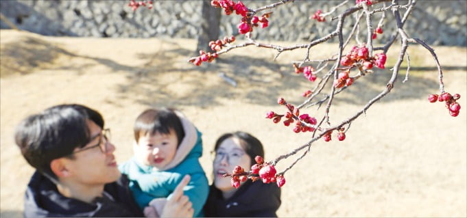 [포토] 부산 찾은 ‘봄의 전령’ 홍매화 