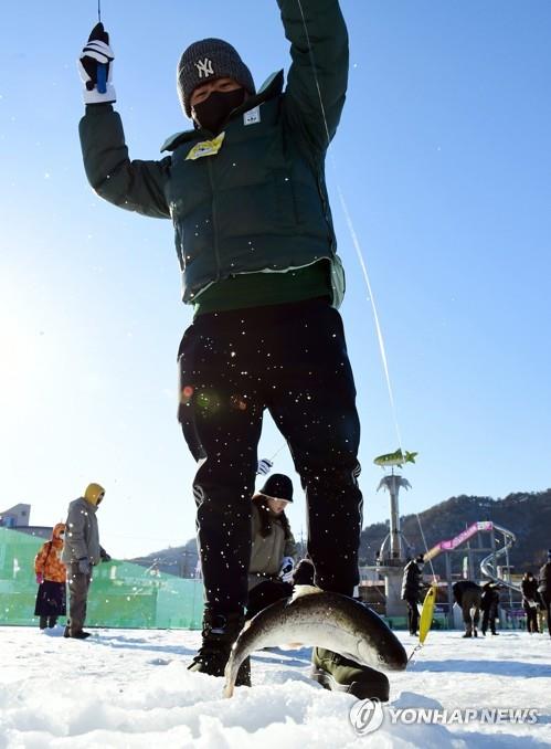 [#핫플콕콕] 여름은 토마토, 겨울엔 산천어…강원 축제 일번지 화천