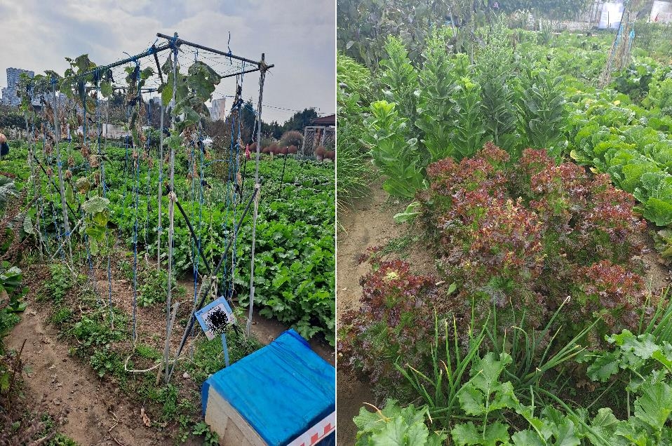 "텃밭에 웬 오수?"…수확 코앞에 날벼락 맞은 도시농부들