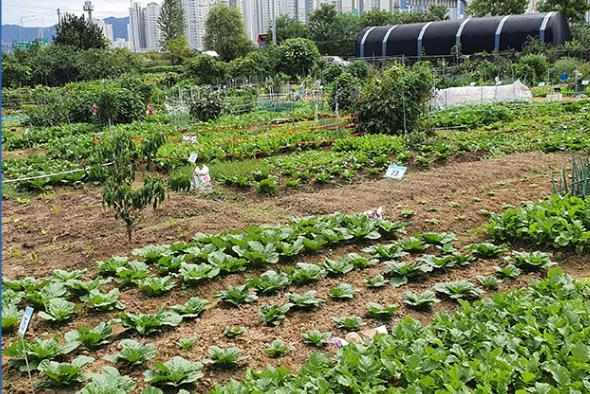 "텃밭에 웬 오수?"…수확 코앞에 날벼락 맞은 도시농부들