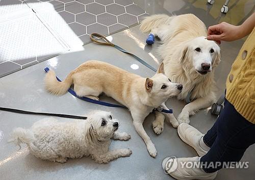 "한국 인식 변화 반영"…외신, '개 식용 금지' 법안 통과 주목