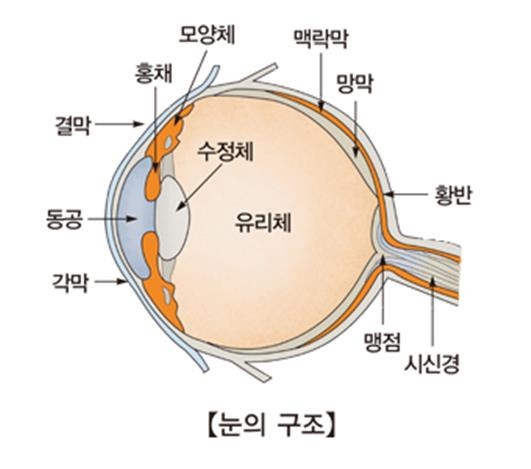 "폐암 치료제 EGFR 억제제, 각막염 위험 높아져"