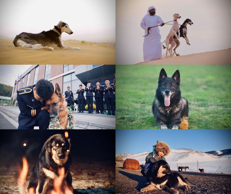 [방송 소식] 개와 인간의 역사 담은 다큐 '더 도그' 22일 첫선