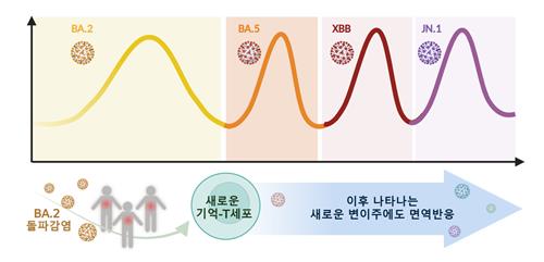 코로나19 변이 바이러스에 맞서 우리 몸 면역반응도 변화한다