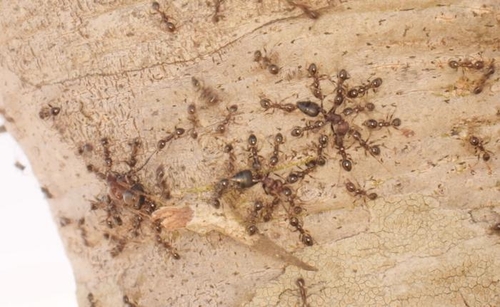 [사이테크+] 사자를 곤경에 빠뜨린 개미…"초원 환경 바뀌어 사냥 어려워져"