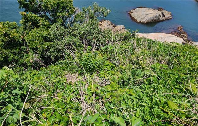 경남 거제시 무인도에서 희귀식물 '덩굴옻나무' 군락 발견