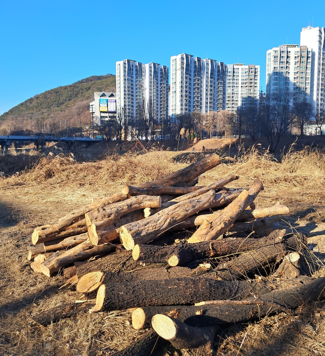 환경단체 "안양시는 안양천 무차별 벌목을 중단하라"